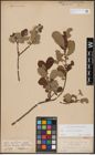 Foto von Salix aurita L. x Salix caprea L.